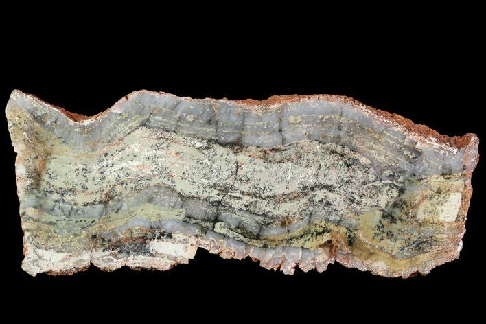 Strelley Pool Stromatolite - Billion Years Old #92636